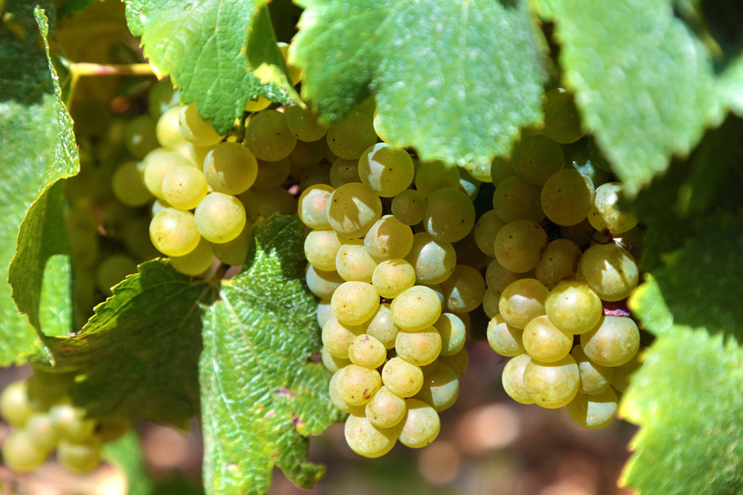 The Diverse Flavours of Chardonnay, Regions and Food Pairings