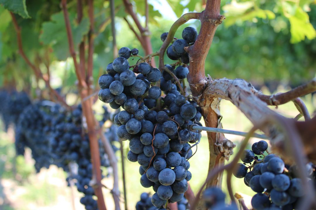Unravelling the Reasons Behind Pinot Noir's High Cost, Flavour & Pairing Guide