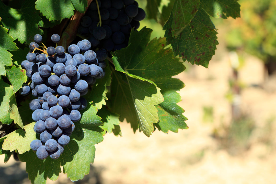 Merlot: Exploring Regions, Flavours and Perfect Pairings