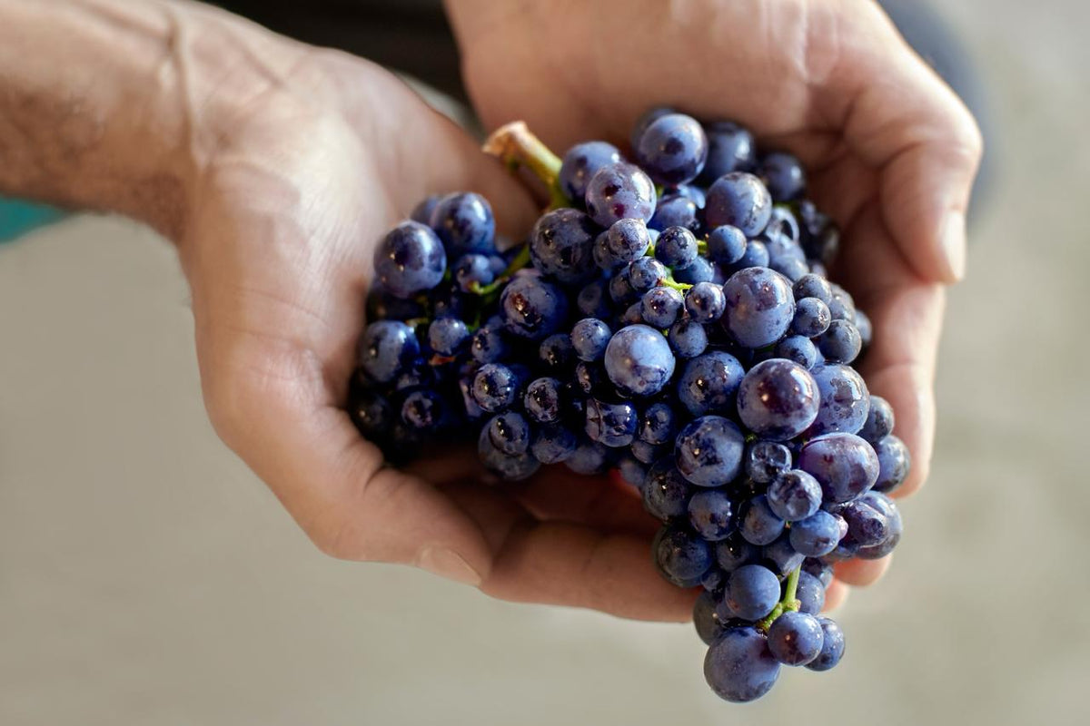 9020MB4 W2W Mid-banner-Explore the World of Pinot Noir: From Four Fantastic Regions