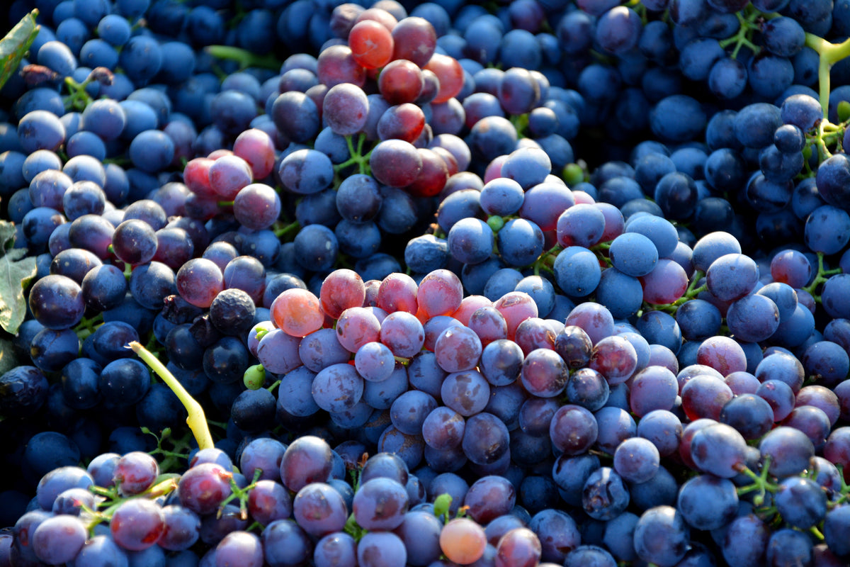 7842064 W2W - Grenache Day Offer