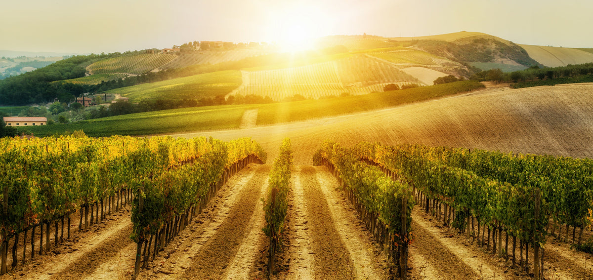 7842063 W2W - Chianti
